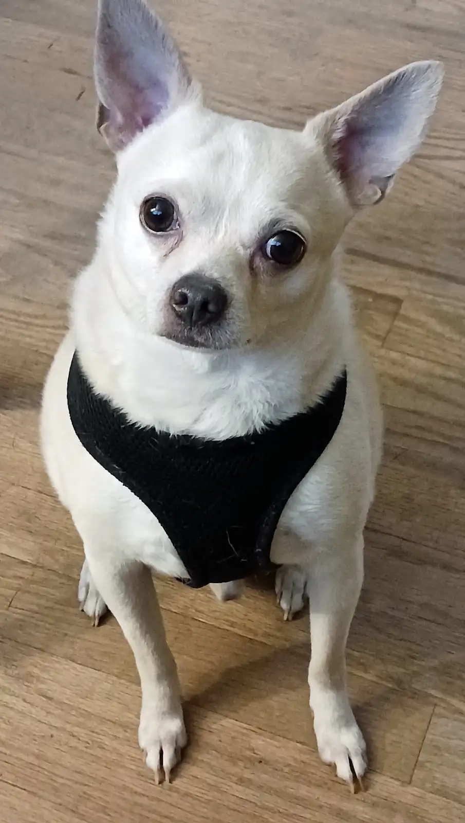 A small white chihuahua with large ears and dark eyes sits on a light wood floor, looking up at the camera with a slightly…