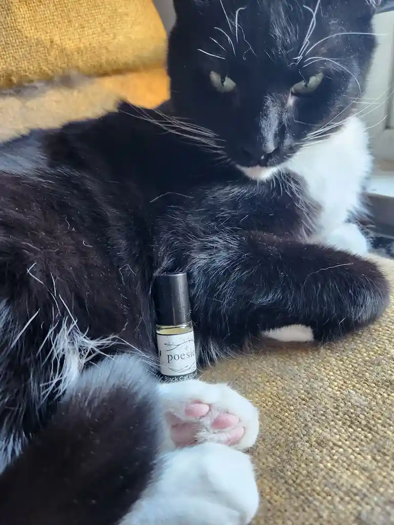A black and white cat with a stern expression sits on a textured beige couch, next to a small rollerball perfume bottle…