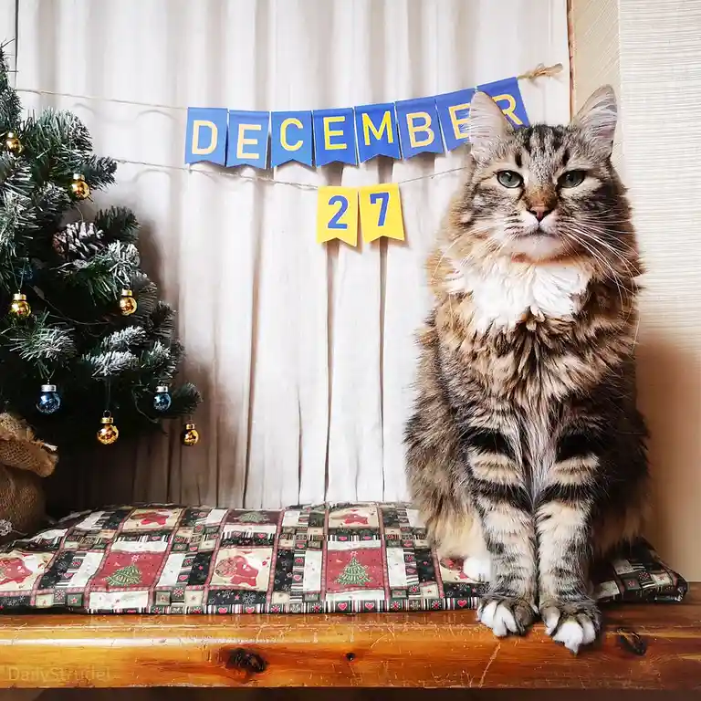 A fluffy tabby cat sits regally on a festive quilted cushion on a wooden surface, looking directly at the camera with a…