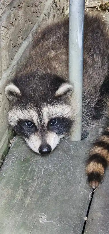 A raccoon peeks out from behind a concrete wall and metal pipe, its head resting on the ground with large, soulful eyes…