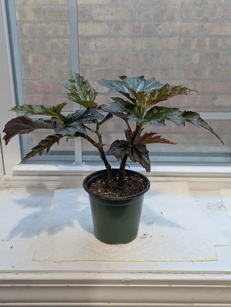 A potted plant with dark, spotted, and slightly wilted leaves sits on a white paper towel on a windowsill, with a screen and…