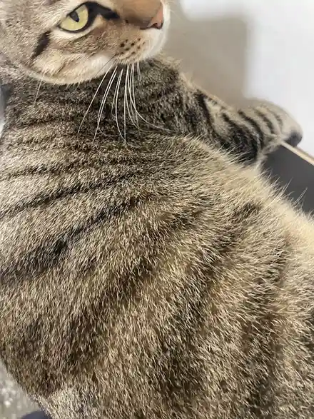 A close-up photo of a tabby cat lying down with its body angled toward the camera, showing its striped fur and one green eye…
