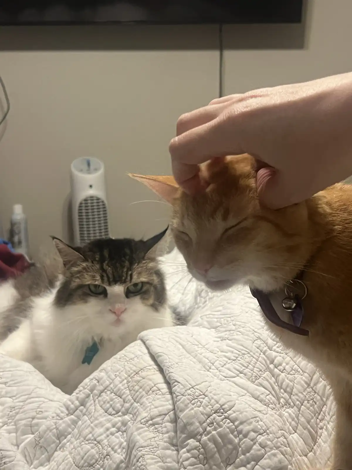 A person's hand pets an orange tabby cat that has its eyes closed in contentment, while a fluffy white and gray cat with a…