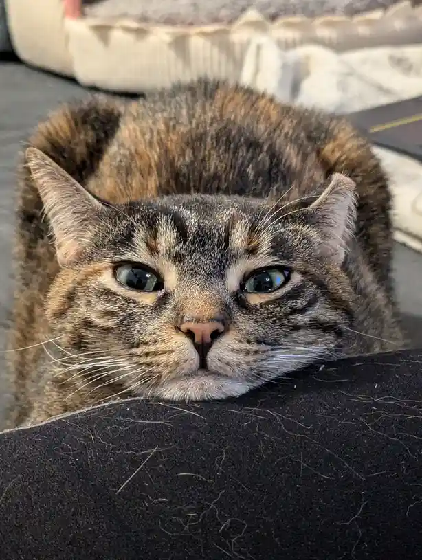 A close-up photo of a tabby cat with wide, unimpressed eyes staring directly at the camera, its body curled up and resting…