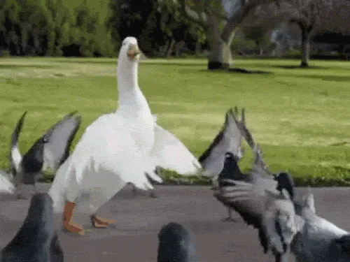 A white goose stands defiantly in a park, flapping its wings and glaring at a flock of pigeons surrounding it. The image is…