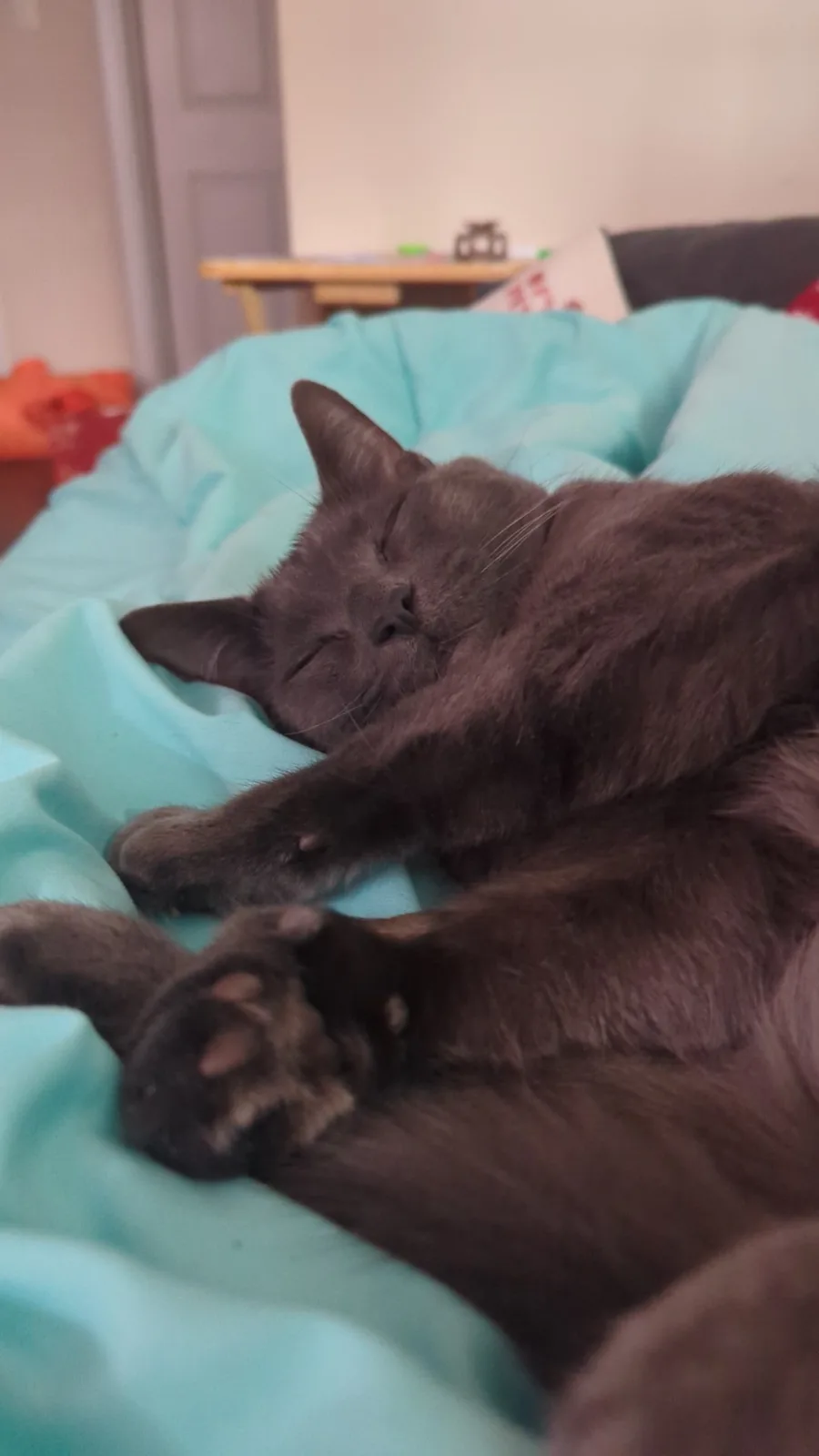 A dark gray cat is sleeping soundly on a light blue blanket, its eyes closed and paws stretched out in a relaxed, sprawled…