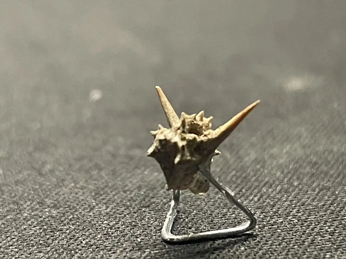 A close-up photo shows a small, spiky, beige seed pod or dried plant structure with two long, sharp points and smaller…