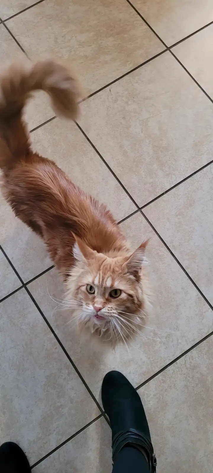 A fluffy orange cat with a slightly downturned mouth and a raised tail looks up at the camera from a tiled floor, while the…
