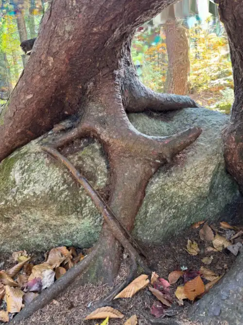 A close-up photo shows thick, gnarled tree roots wrapping around and seemingly embracing a large, mossy gray boulder in a…