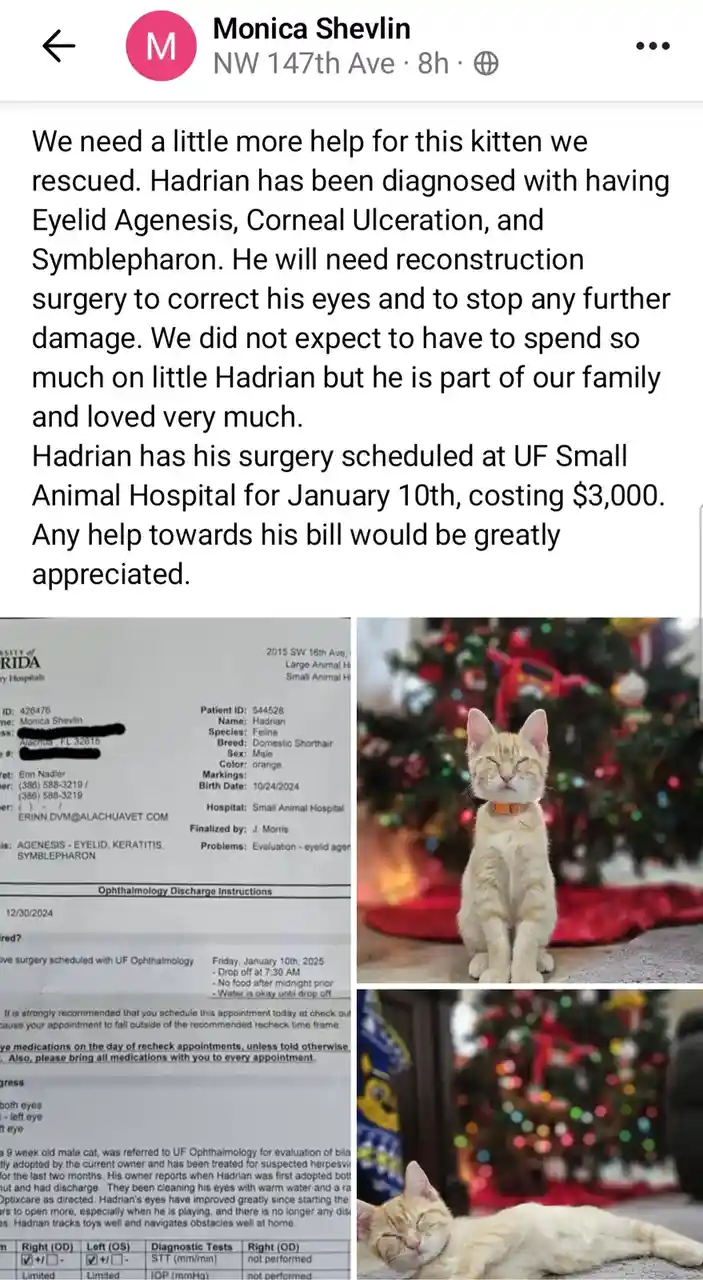 A social media post by Monica Shevlin shows a medical document for a cat named Hadrian diagnosed with severe eye conditions…