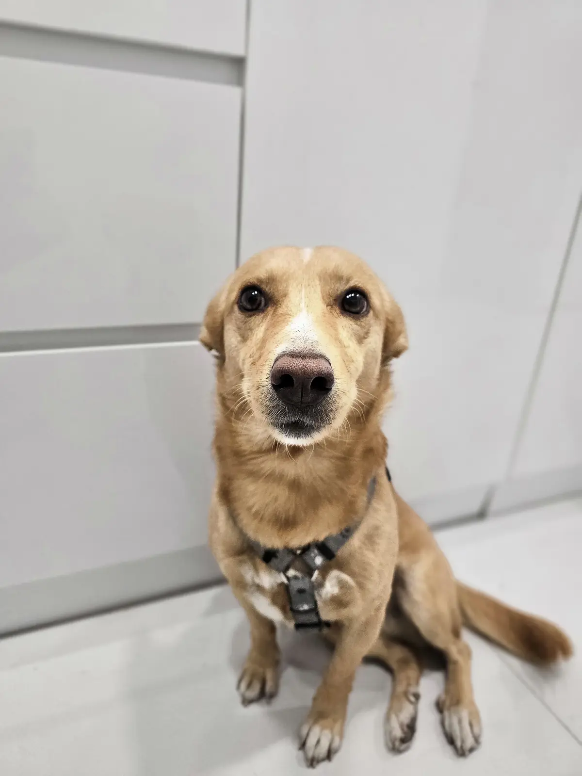 A light brown dog with a white muzzle and chest sits on a white tiled floor in front of white cabinets, looking directly at…