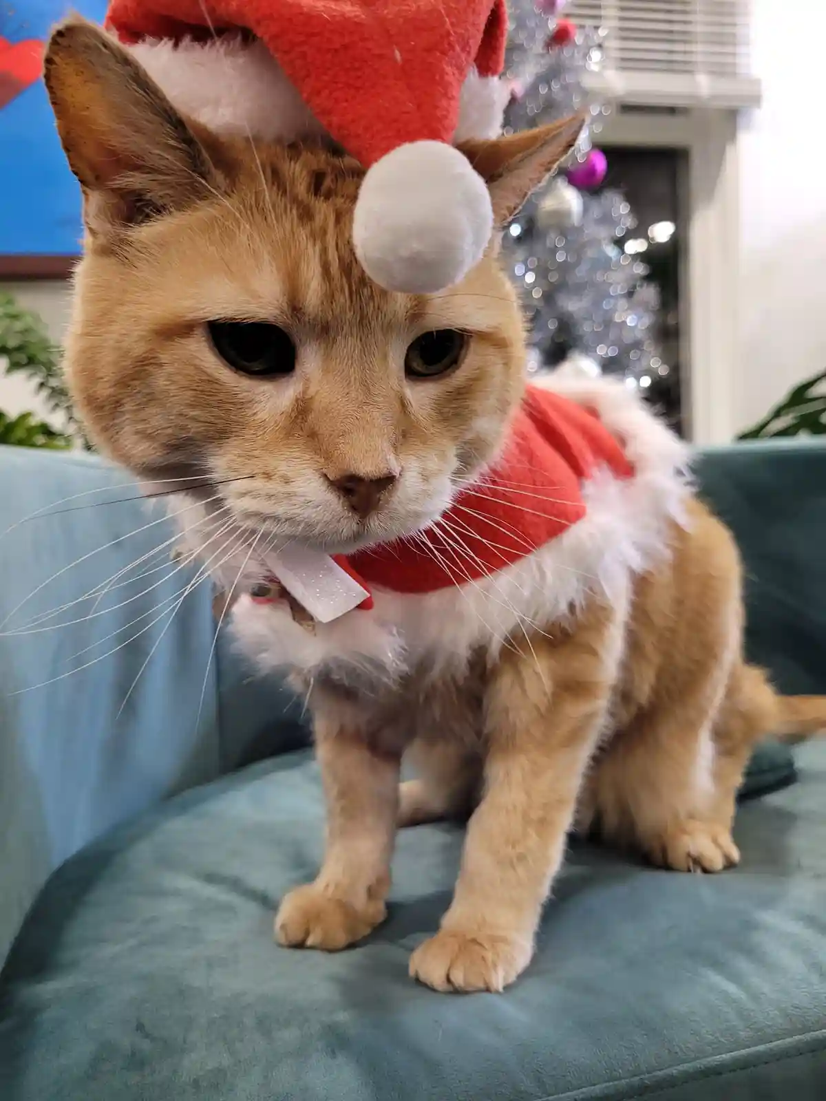 An orange tabby cat wearing a red and white Santa hat and a matching red vest with white trim sits on a teal couch. The cat…