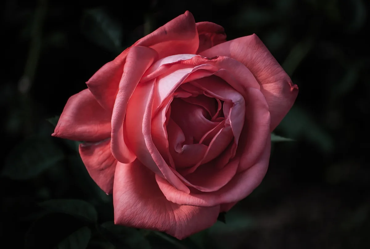 A close-up photograph of a single, fully bloomed pink rose with delicate, layered petals, set against a dark, blurred…