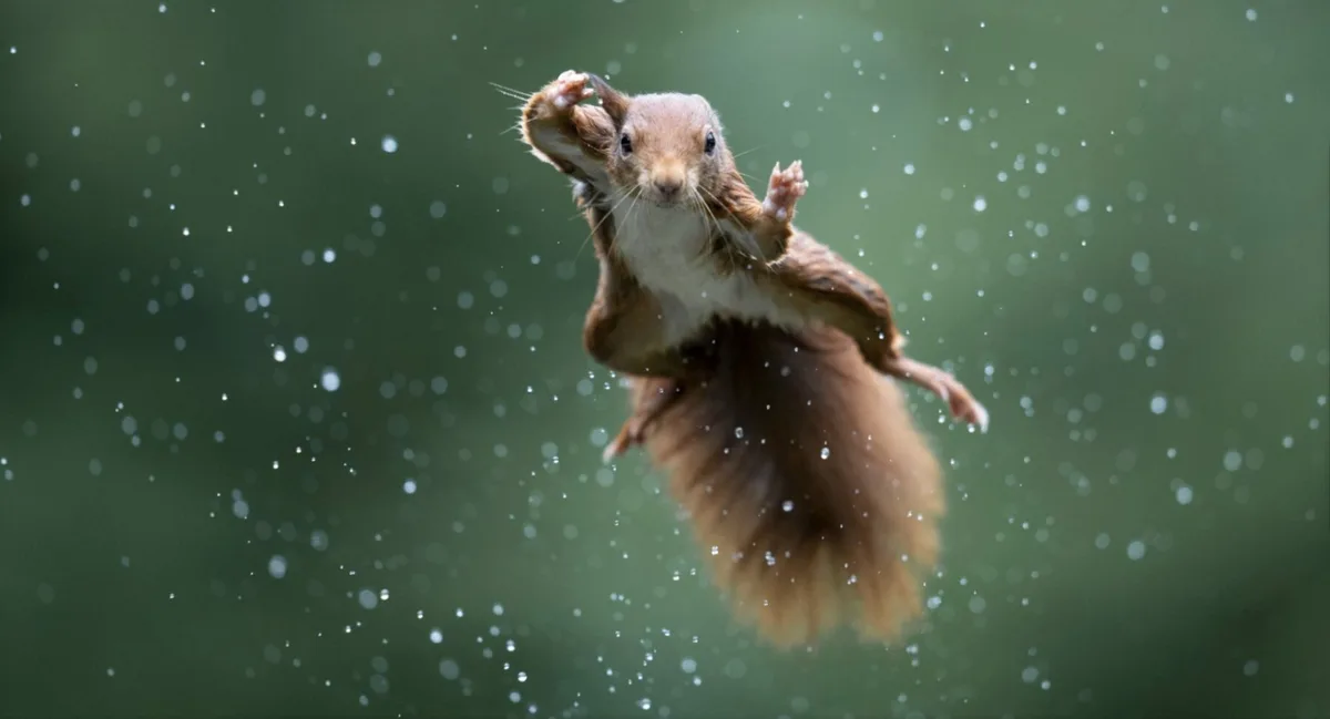 A red squirrel is captured mid-air, seemingly leaping or falling, with its paws raised and surrounded by falling water…