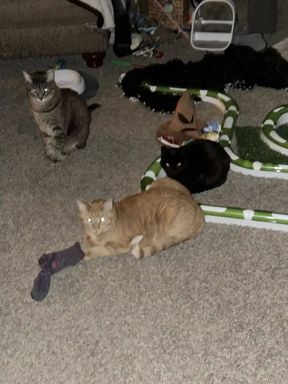 Three cats are in a dimly lit room with carpet and cat toys. A tabby cat sits alertly in the background, a black cat rests…