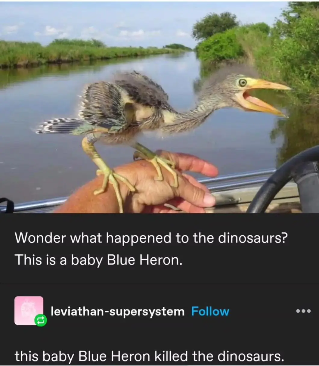 A baby blue heron with fluffy gray and brown feathers and an open beak is perched on a person's hand, which is resting on…