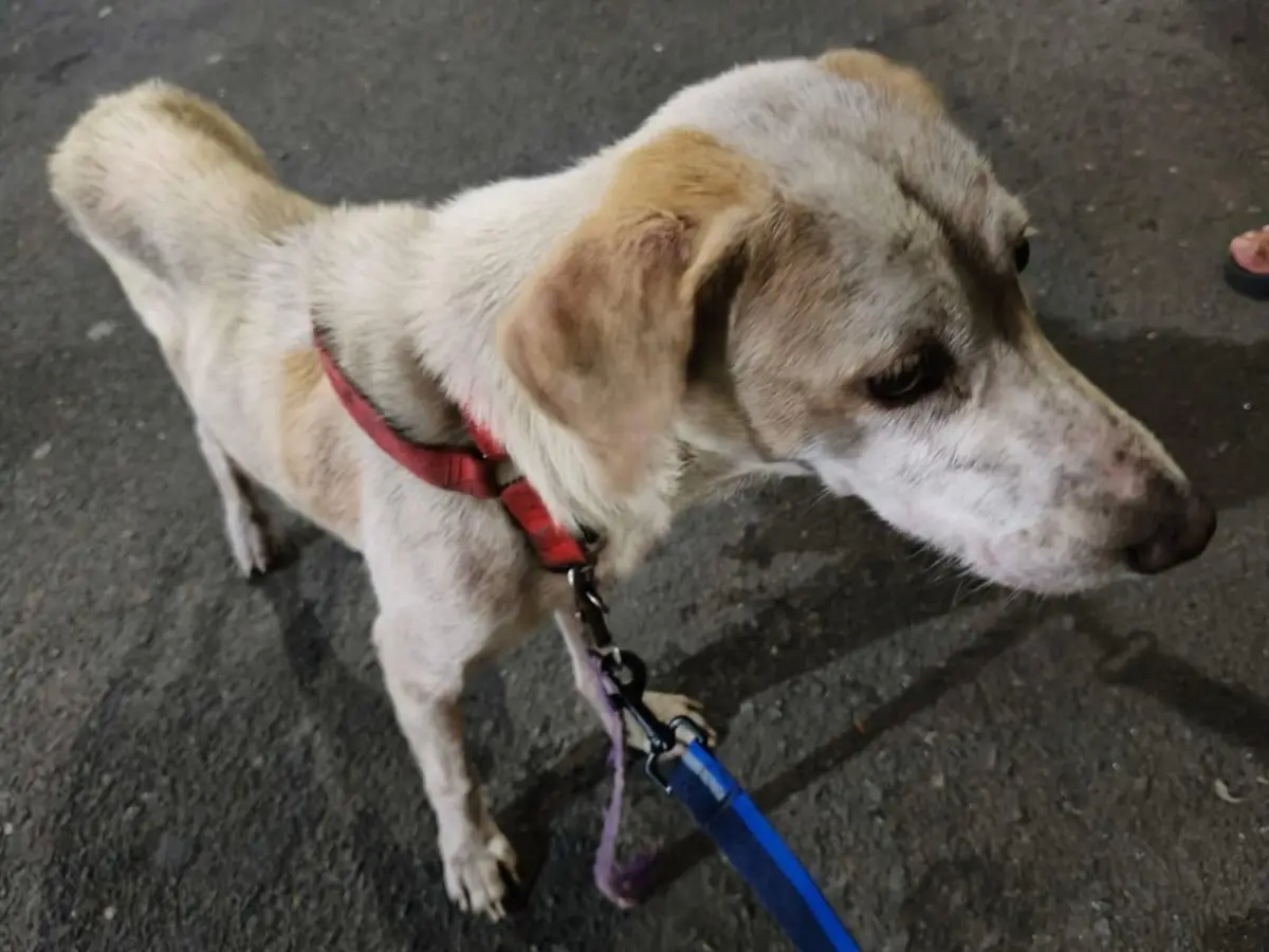 A light-colored dog with a red harness and blue leash stands on asphalt, looking away with a tired expression. The overlaid…