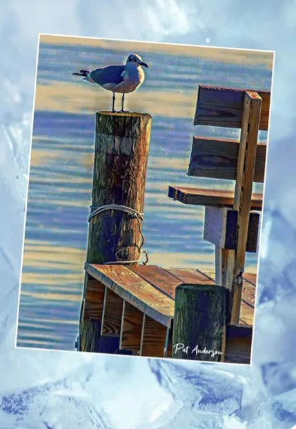 A seagull perched atop a weathered wooden post on a dock, with calm water and a wooden structure behind it. The image has a…