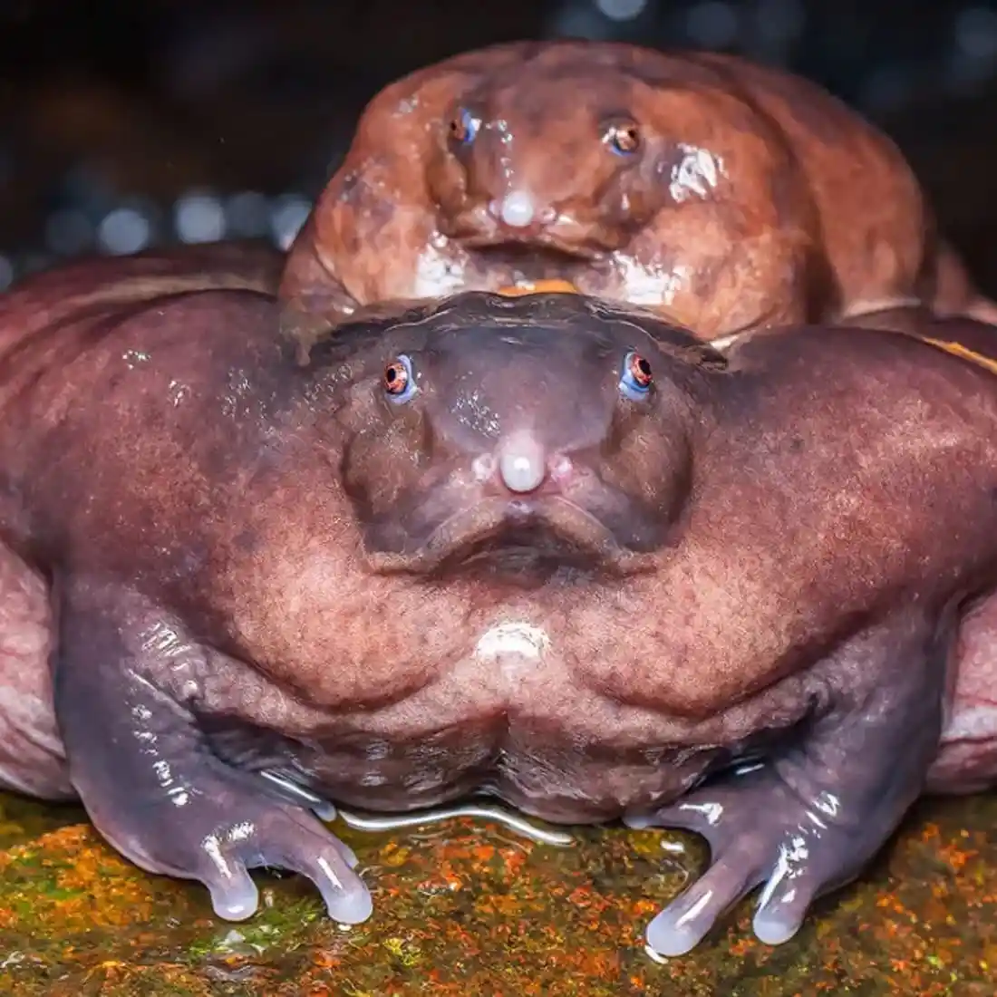 Two large, muscular, brownish-purple frogs with prominent eyes and wet skin are stacked, one on top of the other, looking…