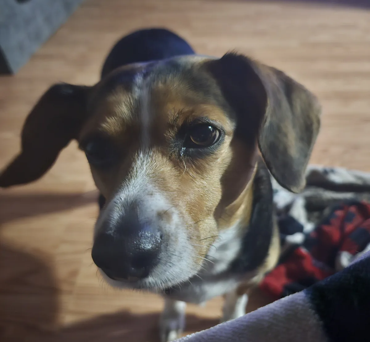 A close-up photo of a tricolor dog with large, sad eyes and a tear visible on its right cheek, looking directly at the…