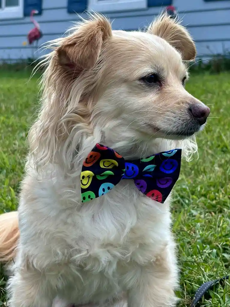 A light-colored, fluffy dog with floppy ears sits on green grass, wearing a black bow tie decorated with colorful smiley…