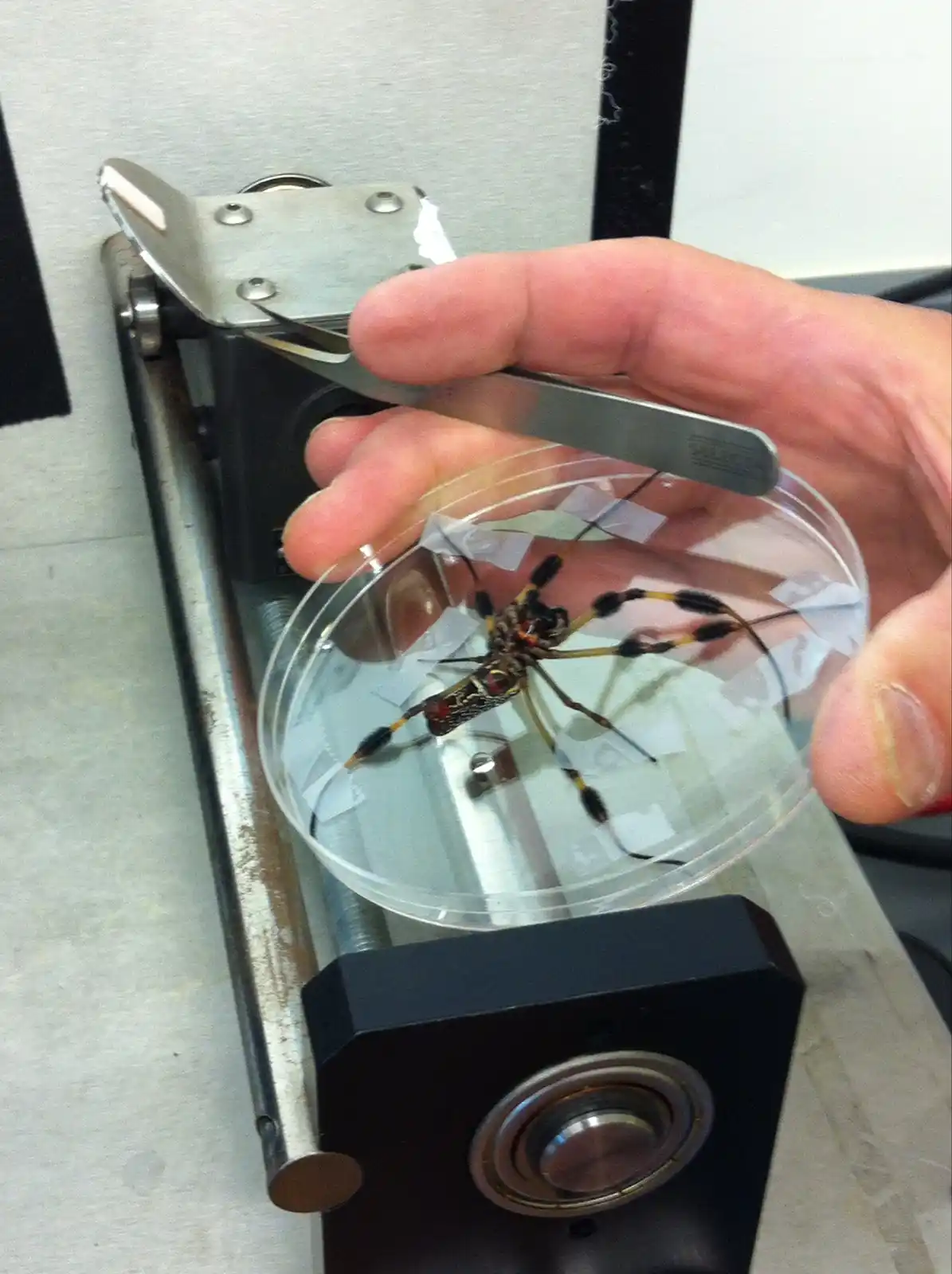 A hand holds tweezers over a glass petri dish containing a large, colorful spider with black and yellow striped legs. The…