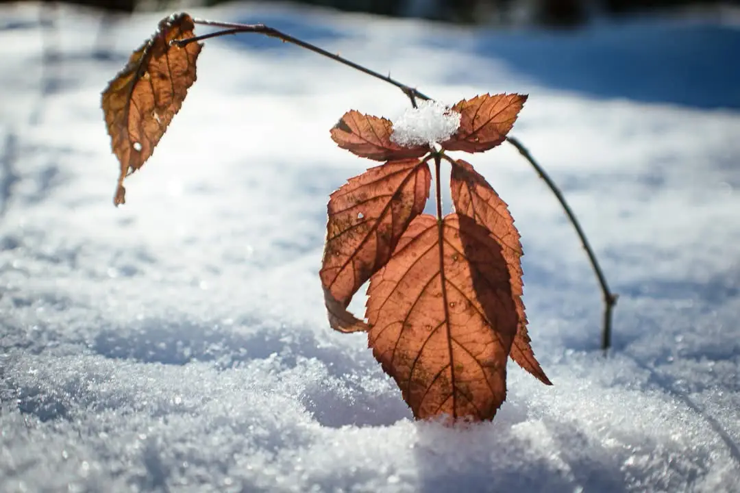 A close-up photo shows a small plant with brown, dried leaves emerging from a snowy ground. One leaf has a small patch of…