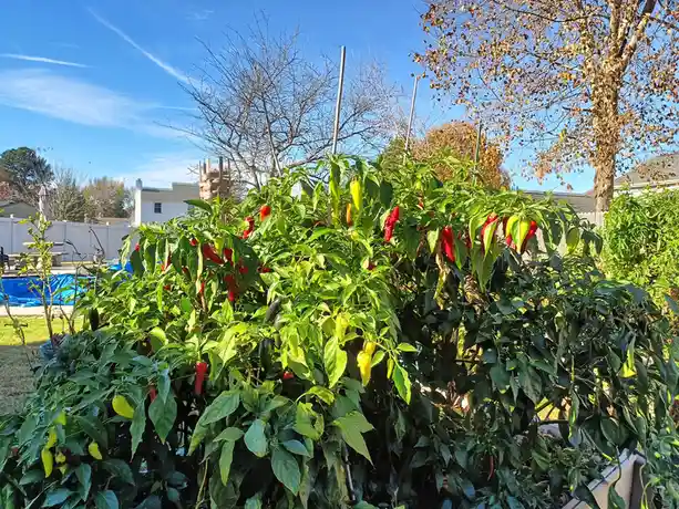 A lush, dense pepper plant in a backyard garden is heavily laden with numerous red and yellow peppers of various sizes, some…