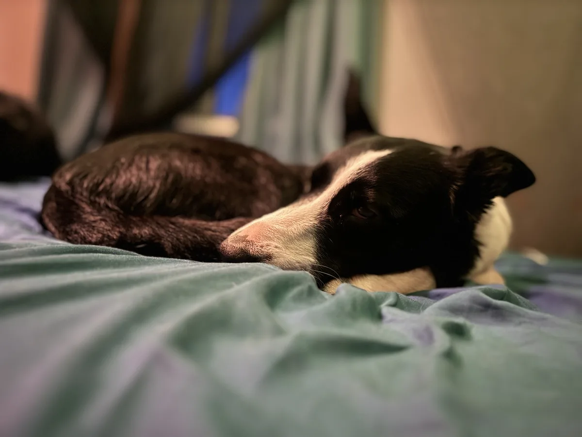 Adventures of the Doggos: Chapter 4