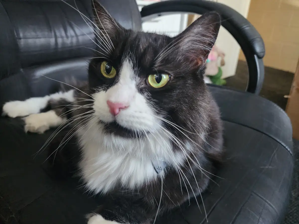 A black and white cat with green eyes sits on a black leather chair, looking directly at the camera with a stern…