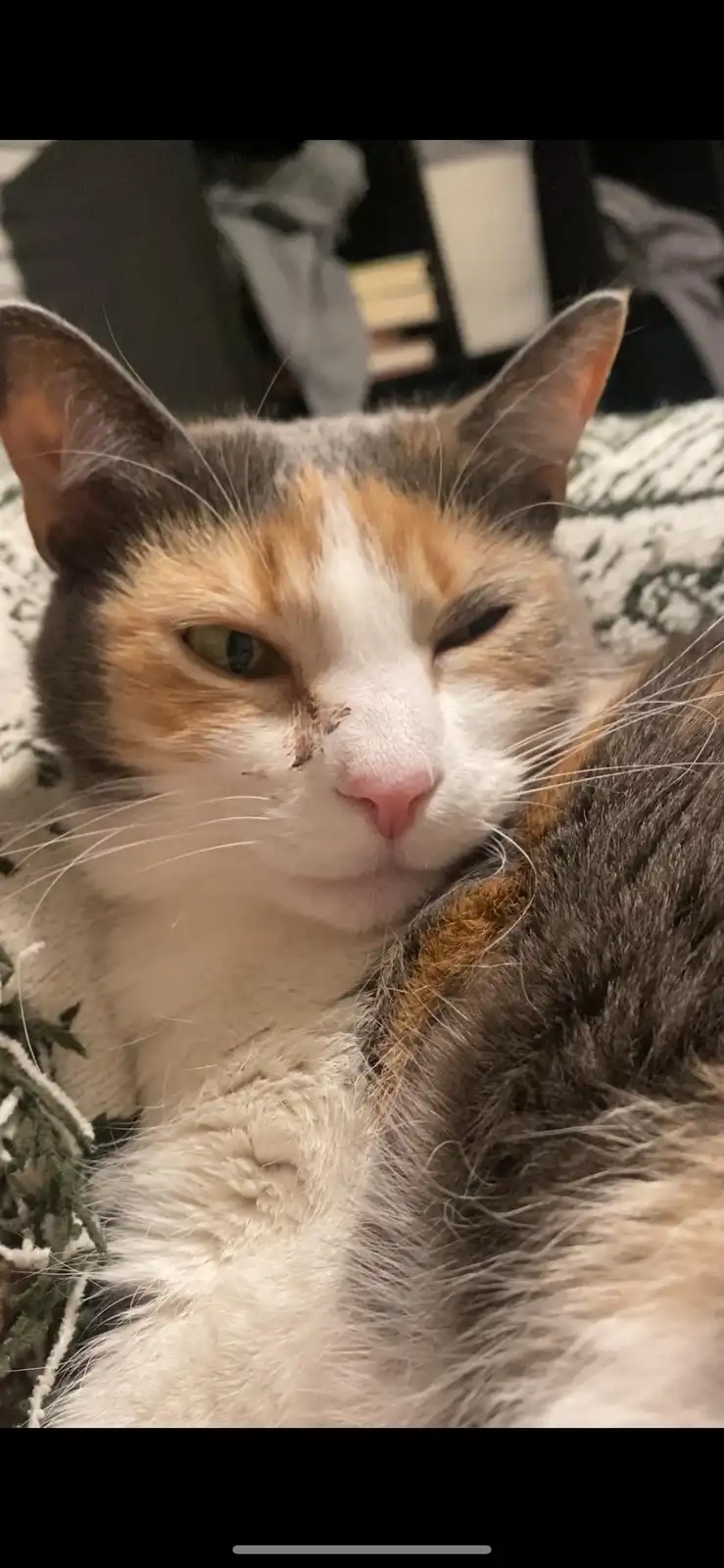 A close-up photo of a calico cat with one eye half-closed and a small dark mark on its nose, lying on a patterned blanket…