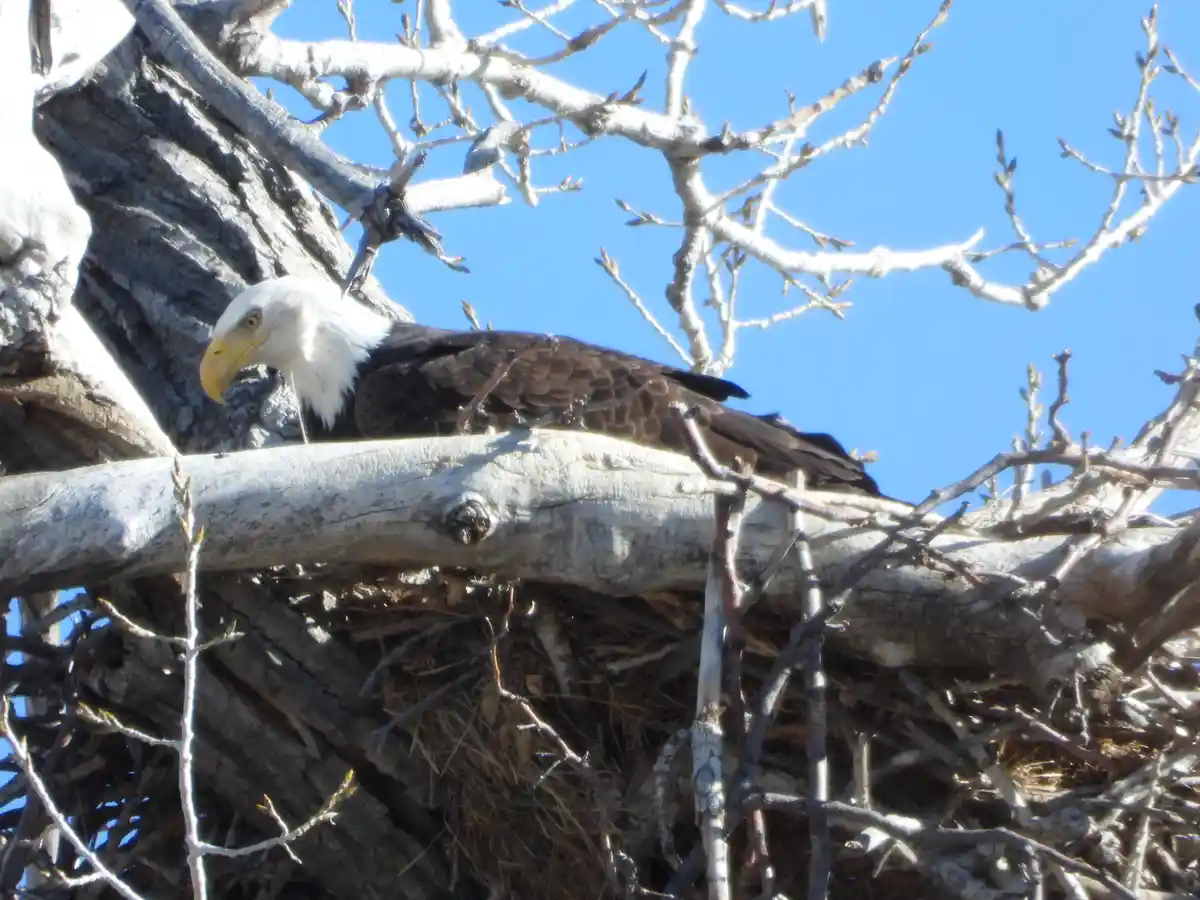 Eagle, Rose Bud, and Lilac Bud: A Nature's Trio from December 30, 2024