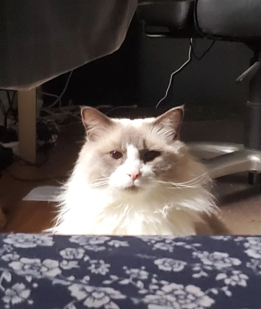 a fluffy, long-haired cat with one dark eye and one light eye sits under a piece of furniture, looking directly at the…