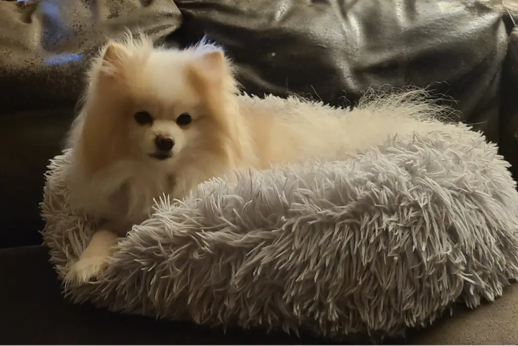 a fluffy, light-colored Pomeranian dog is lying comfortably in a shaggy, light gray pet bed that sits on a dark leather…