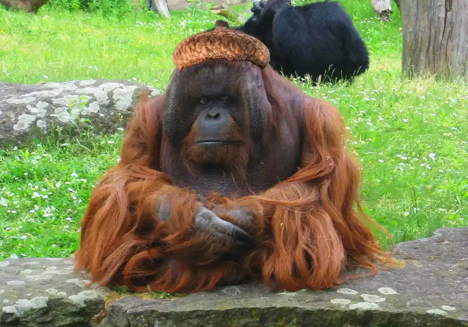 An orangutan with long reddish-brown fur sits on a mossy stone ledge in a grassy area, looking directly at the camera with a…