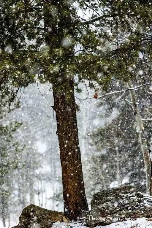 A serene winter forest scene with snow falling heavily around a prominent pine tree, its branches laden with snow and…