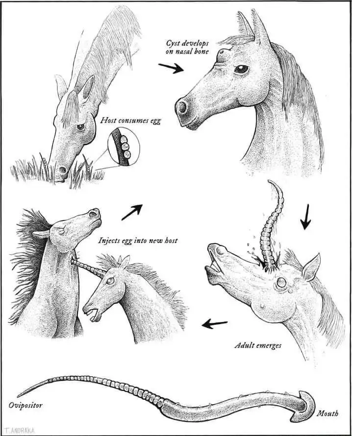 A black-and-white scientific-style diagram humorously illustrates a parasitic life cycle where a horse consumes an egg, a…