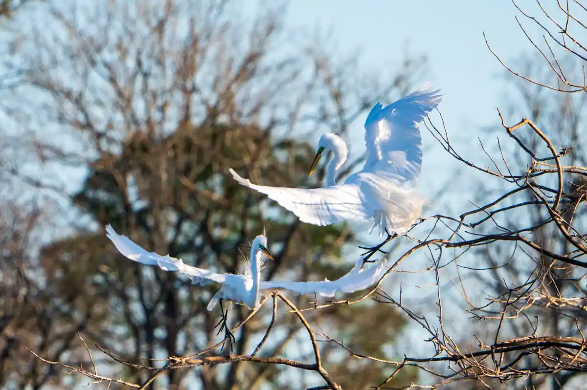 Two white egrets with outstretched wings are perched on bare tree branches against a blue sky. The overlaid text reads 'i'm…