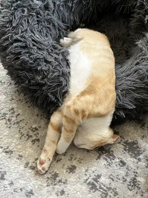 An orange and white tabby cat is curled up asleep on a fluffy dark gray rug, its body twisted in a deep sleep position on a…