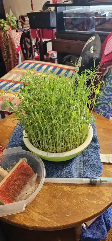 Pea Shoots Almost Ready for the Harvest!
