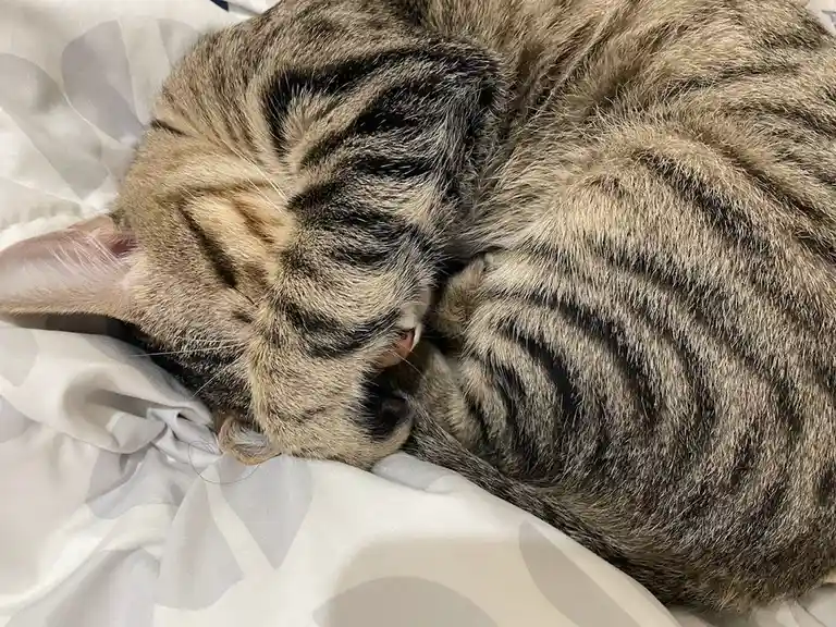 A tabby cat is curled up tightly in a ball on a white bedsheet with gray leaf patterns, appearing to be asleep. Its eyes are…