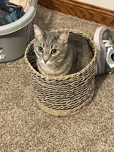 A gray tabby cat with wide, expressive eyes sits curled up inside a woven, striped basket on a carpeted floor. To the left…