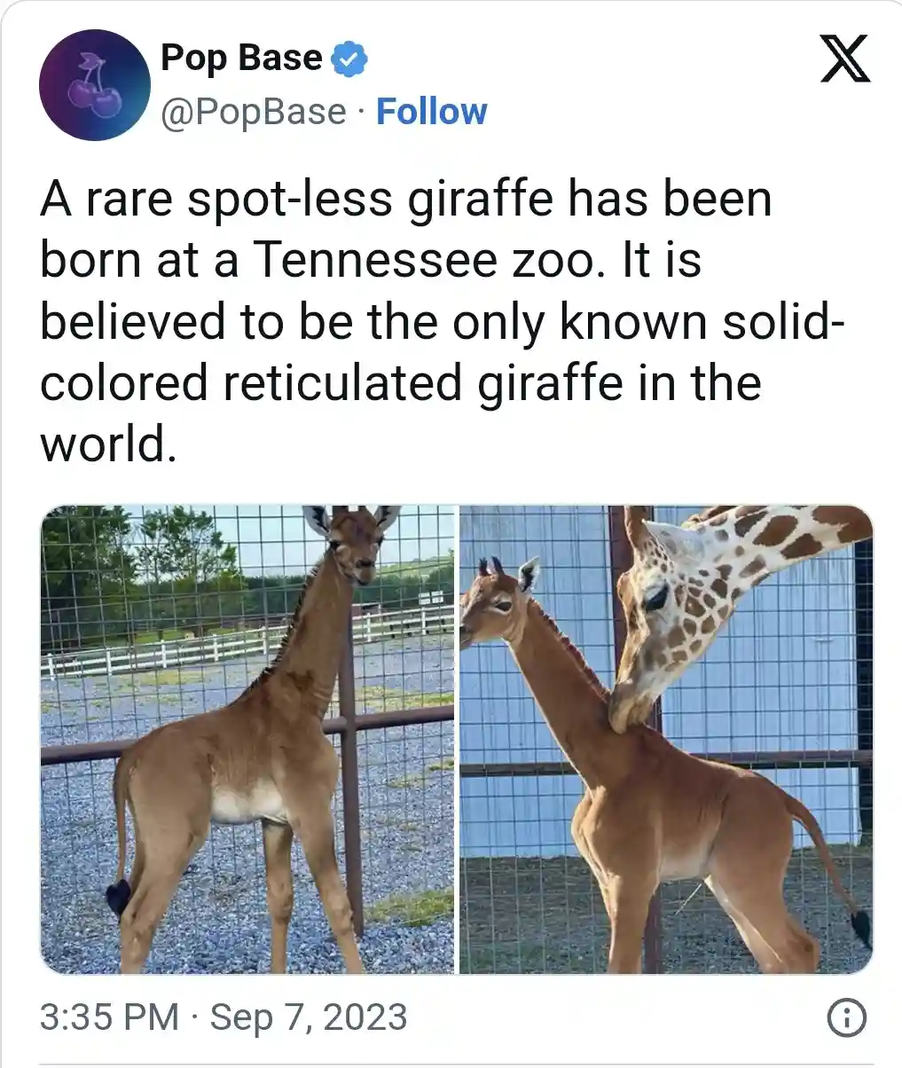 A Hilarious Compilation of Animal Memes