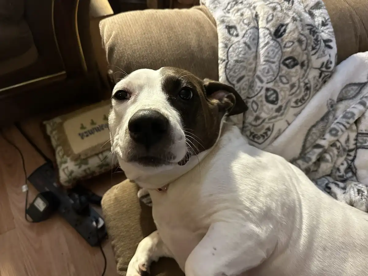 A white and brown dog with a black nose and expressive eyes sits on a brown couch, looking directly at the camera with a…