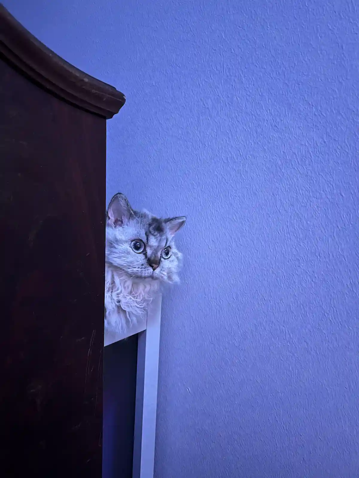 A fluffy, silver tabby cat with wide, startled blue eyes peeks cautiously from behind a dark wooden piece of furniture…