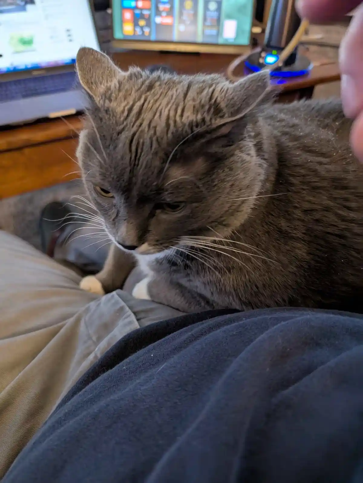 A gray tabby cat with a visibly displeased expression, its eyes half-lidded and head slightly lowered, sits on a person's…