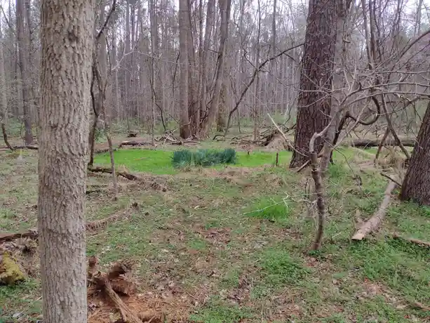 Is This a Fairy Ring? Let's Find Out!