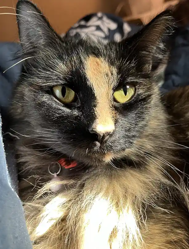 A close-up photo of a tortoiseshell cat with black, orange, and cream fur, green eyes, and a red collar, staring intently at…