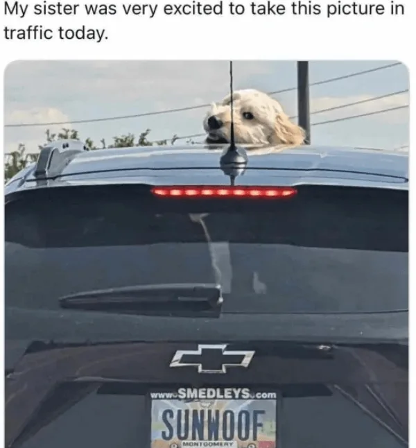 A fluffy white dog is sticking its head out of the sunroof of a dark-colored Chevrolet SUV while it's stopped in traffic…