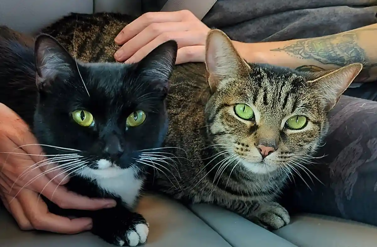 Two cats, one black with white chest and paws and one tabby, both with striking green eyes, are resting on a person's lap…